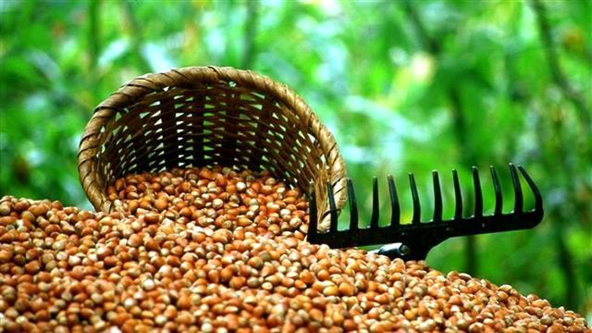 Doğu Karadeniz\'in İhracatını "Fındık" Sırtlıyor