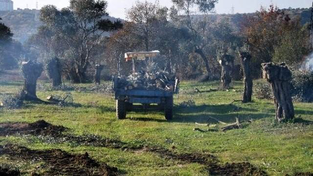 Enerji Firması Zeytin Ağaçlarına Acımadı