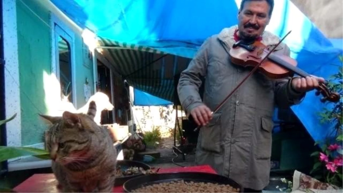 Emekli Akademisyen Sokak Hayvanlarına Babalık Yapıyor
