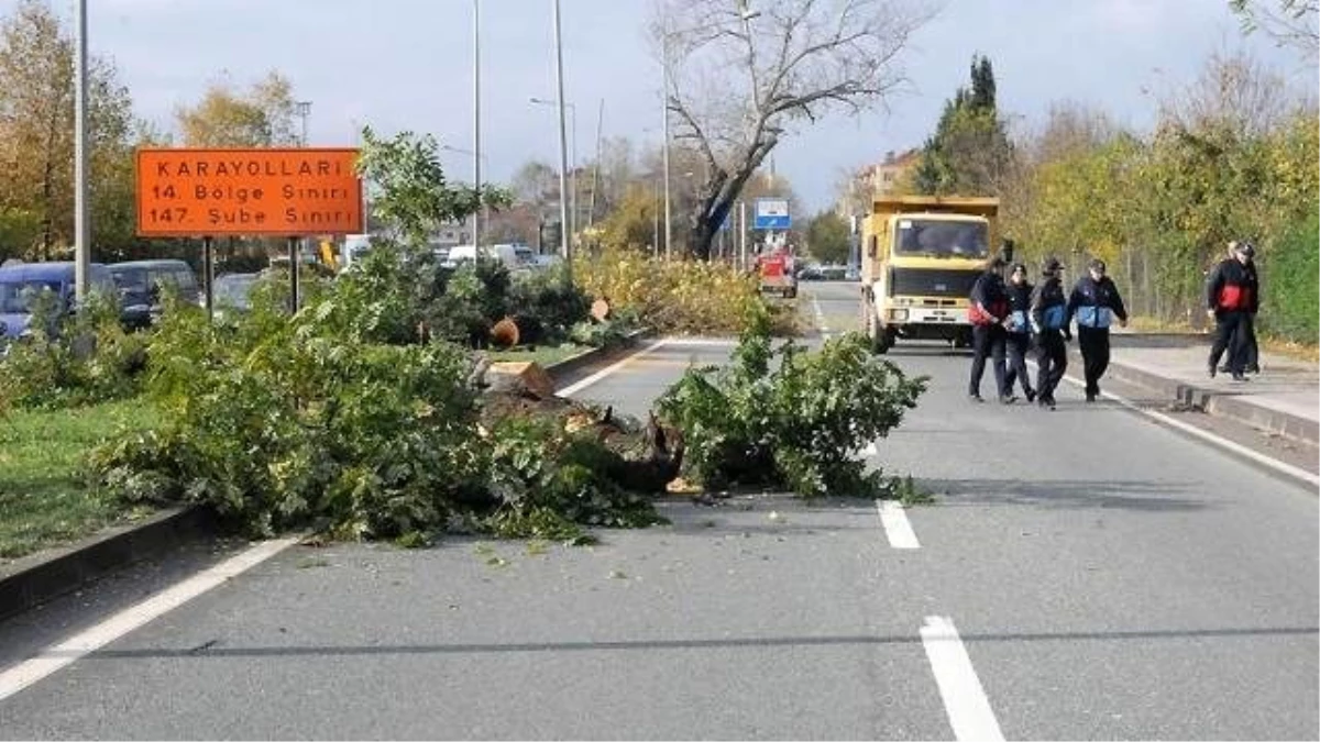 Yalova\'da Kavşak Projesi İçin Ağaçların Kesilmesi