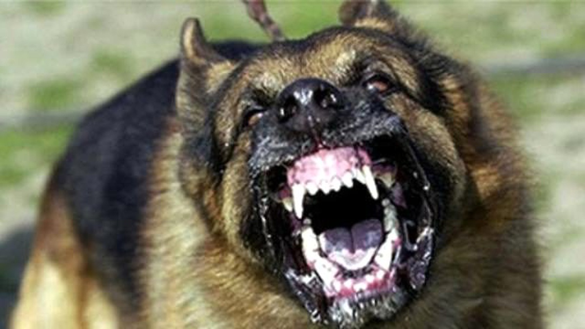 Malkara\'da 10 Yaşındaki Çocuğa Köpek Saldırdı