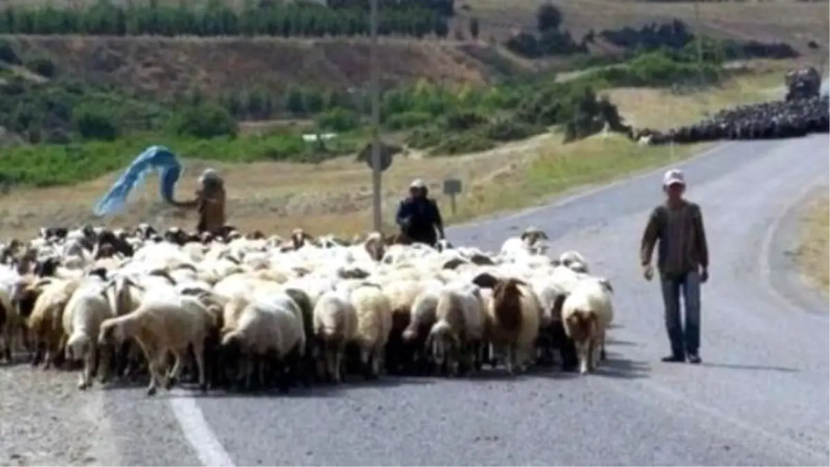 Aydın\'da Çobanlık Kursunun Dördüncüsü Düzenleniyor