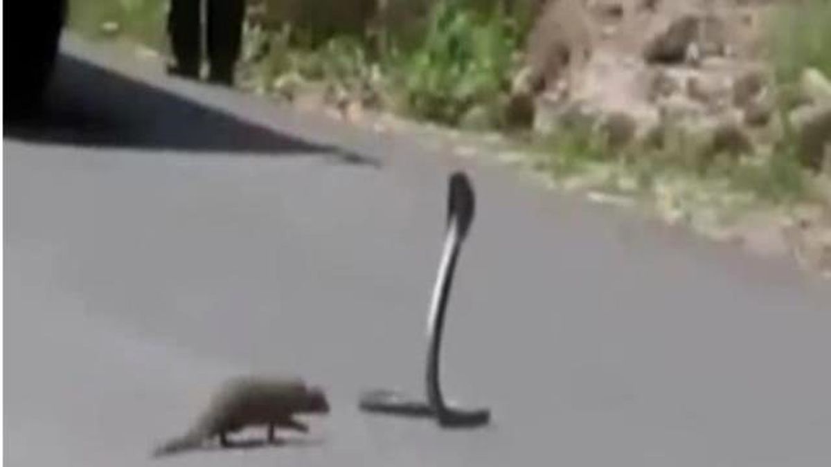Firavun Faresi Katil Kobrayı Asfalta Yapıştırdı