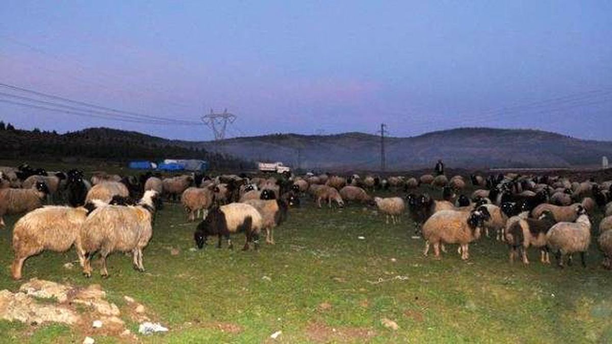 Gaziantep\'te 118 Küçükbaş Hayvan Ele Geçirildi