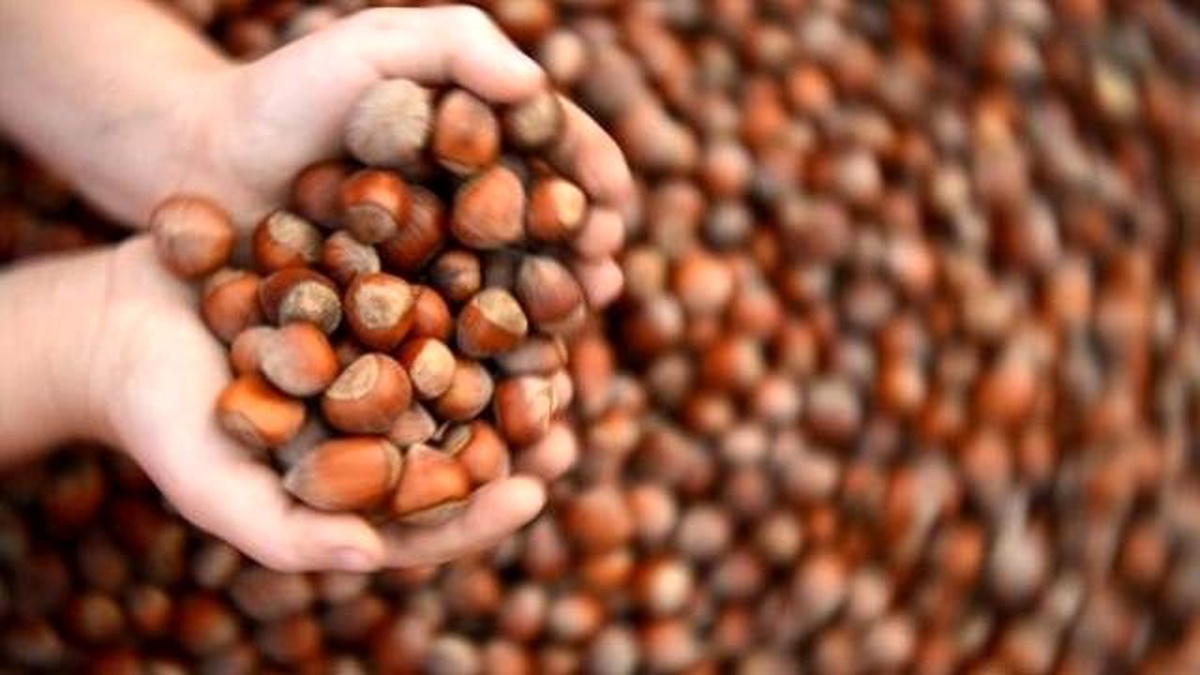Kasım Ayında Fındık, Fiyatı En Çok Yükselen Ürün Oldu