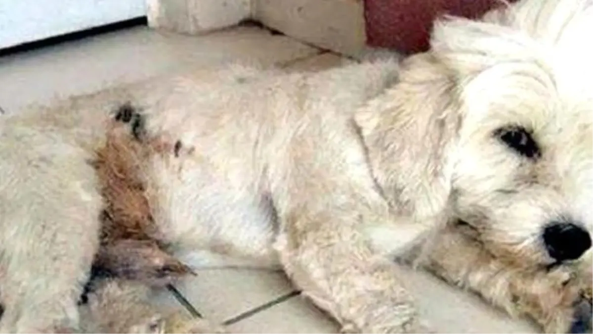 Sokağa Terk Edilen Köpeği Tedavi Ettirdi