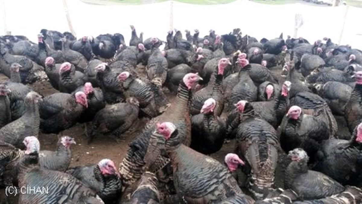 Yılbaşı Hindileri Satışa Çıktı