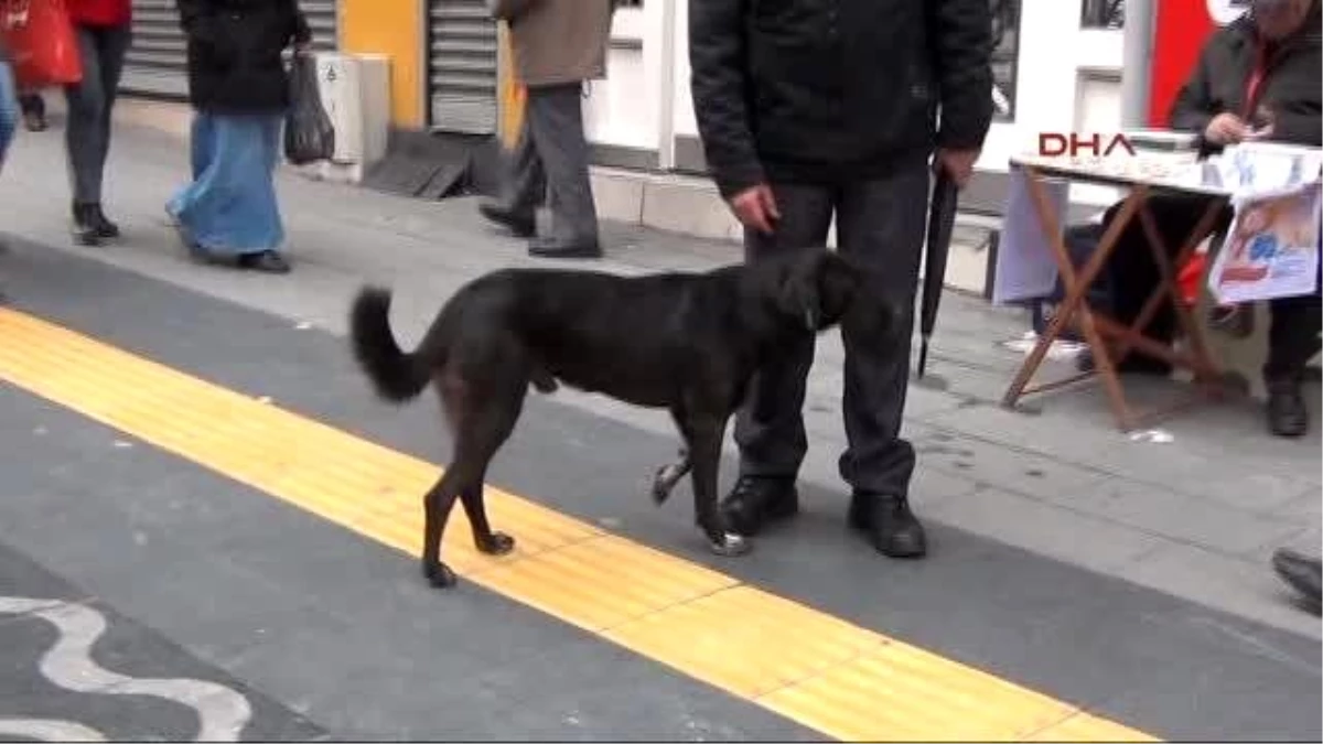 Engelli Vatandaşlar Engelli Köpeklerle Yürüdü