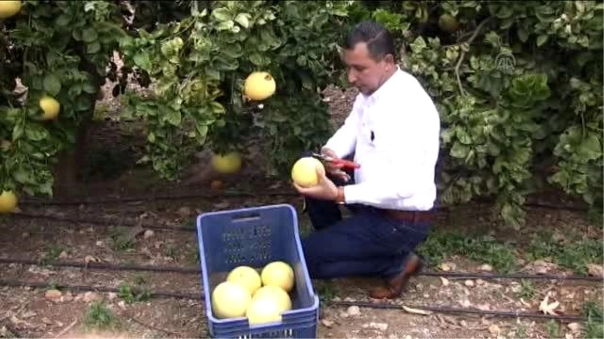 Alternatif Ürün "Şadok" Hasat Edilmeye Başladı