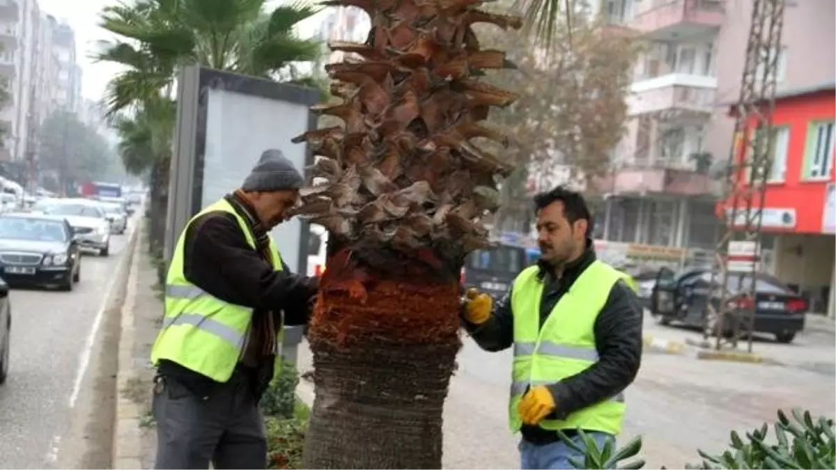 Bakımlı Ağaçlar Sağlıklı Şehir