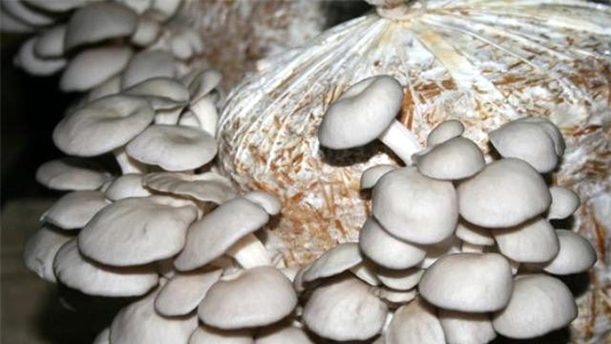 Çiftçinin Yeni Gelir Kaynağı Kayın Mantarı