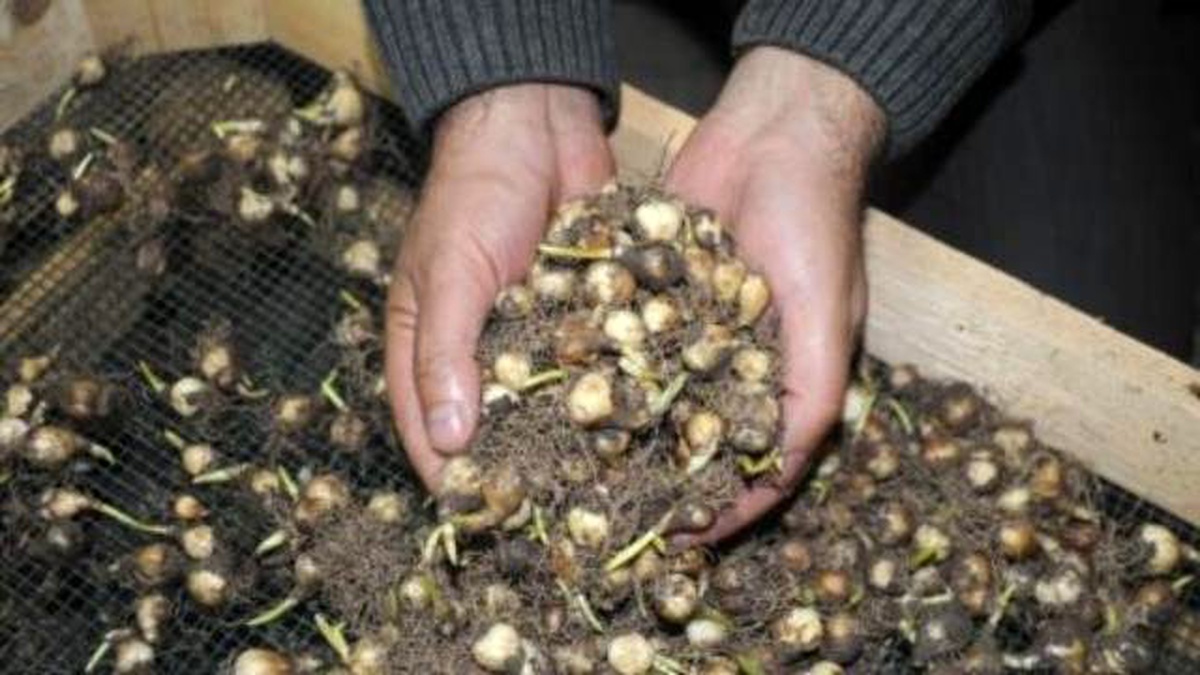 Doğal Çiçek Soğanlarının 2015 Yılı İhracat Listesi
