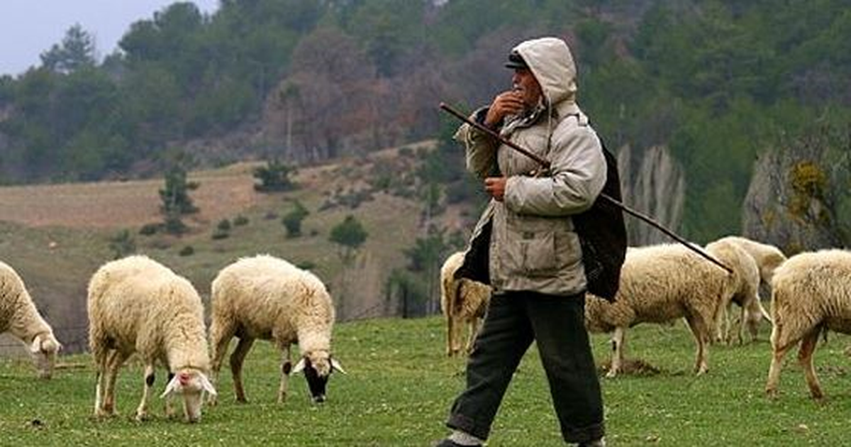 Tekirdağ\'da Hayvancılık Yapanlara Su İndirimi