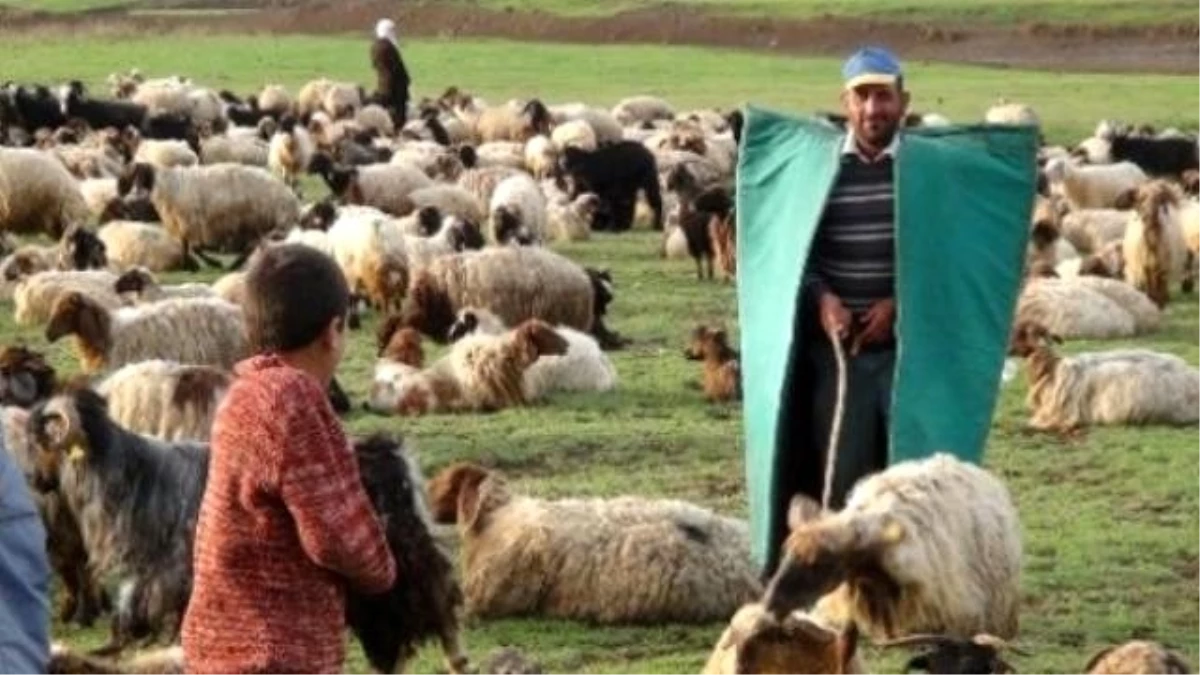 Çobanlara Sertifikalı Eğitim