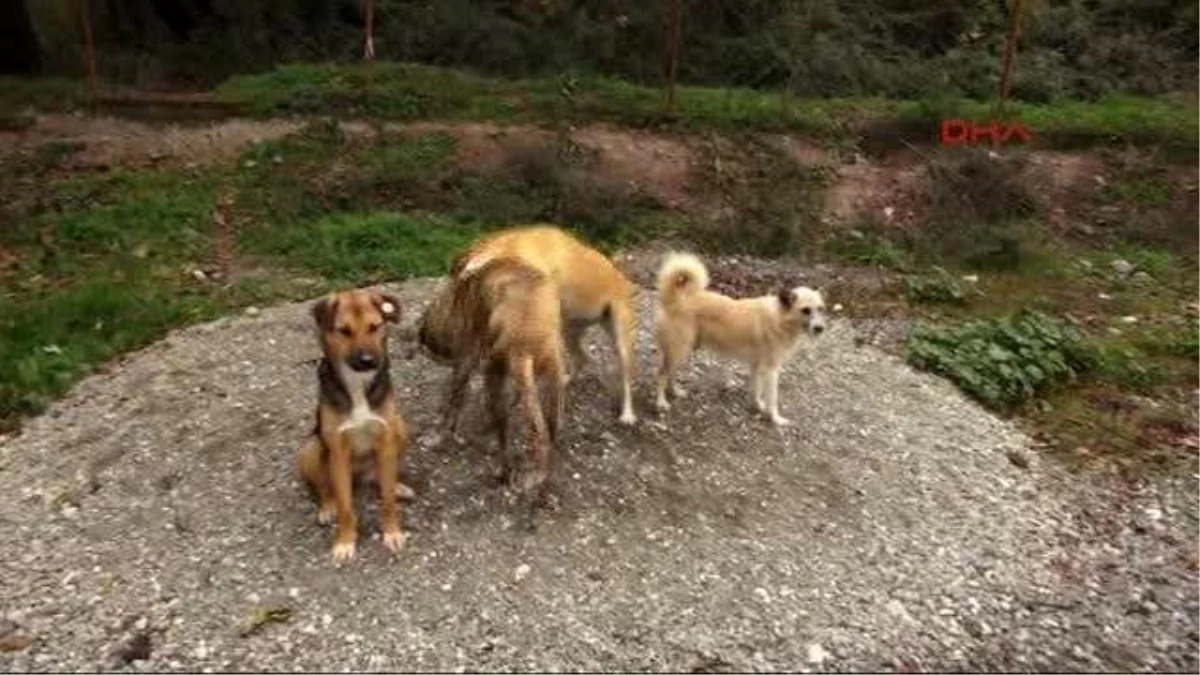 Belirsizlik Barınaktaki Hayvanları Ortada Bıraktı