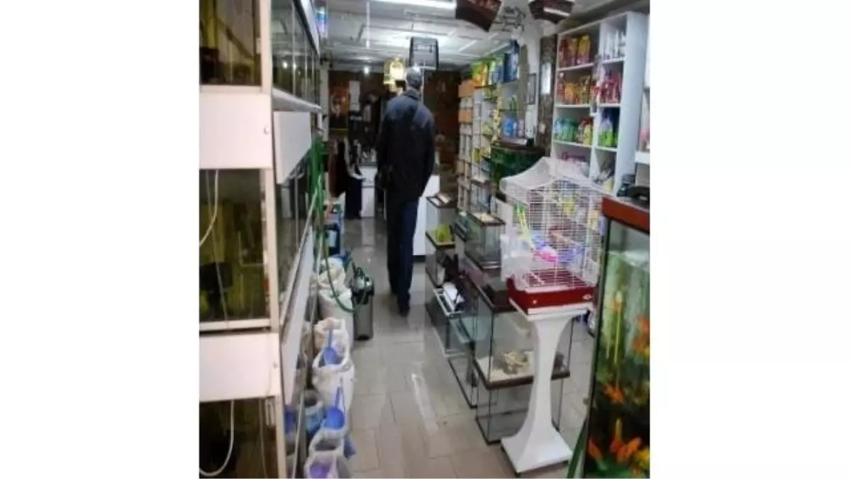 Pet Shop Denetimleri