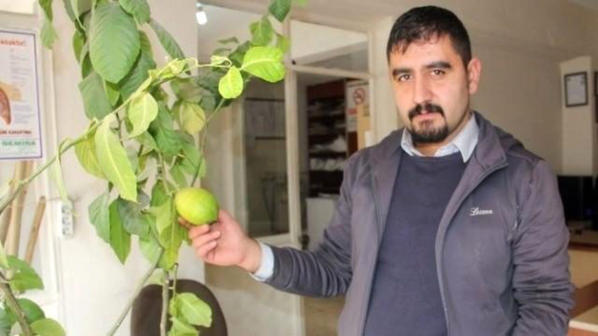 Saksıda Limon Yetiştiriyor