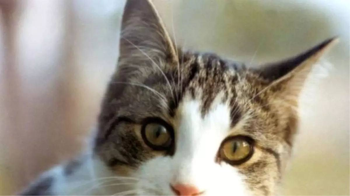 Şişli\'de Sepetinden Kaçan Kedi Ortalığı Karıştırdı