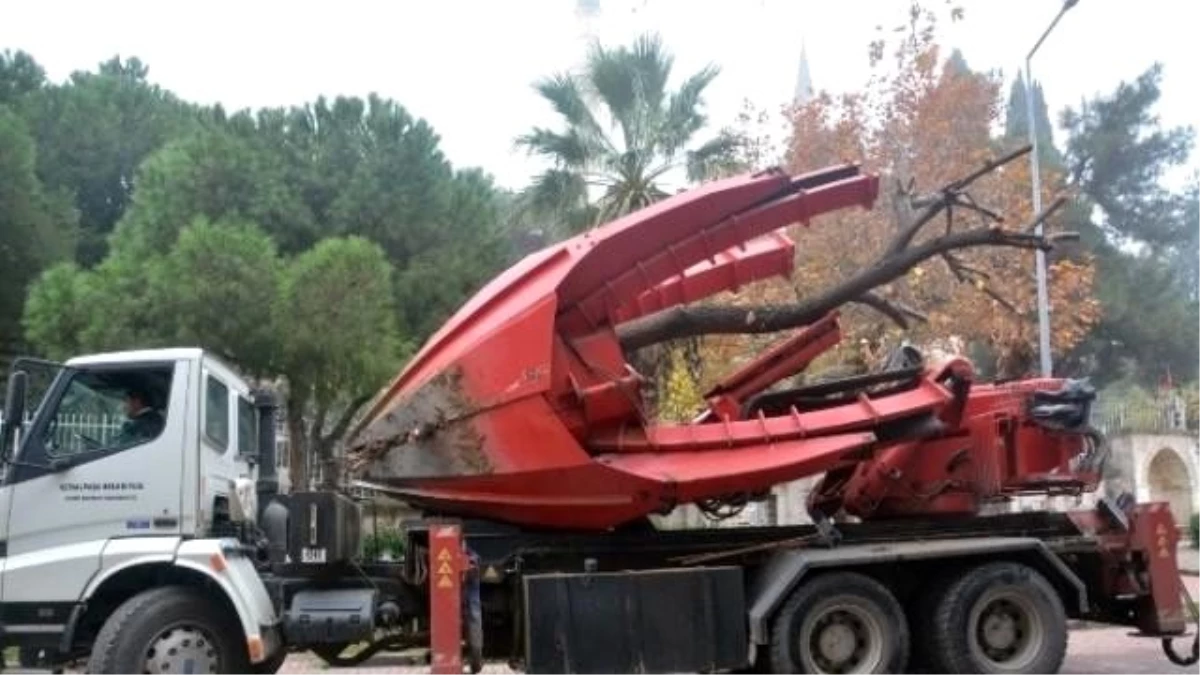 Şehzadeler Belediyesi Ihlamur Ağacını Kesmek Yerine Taşıdı