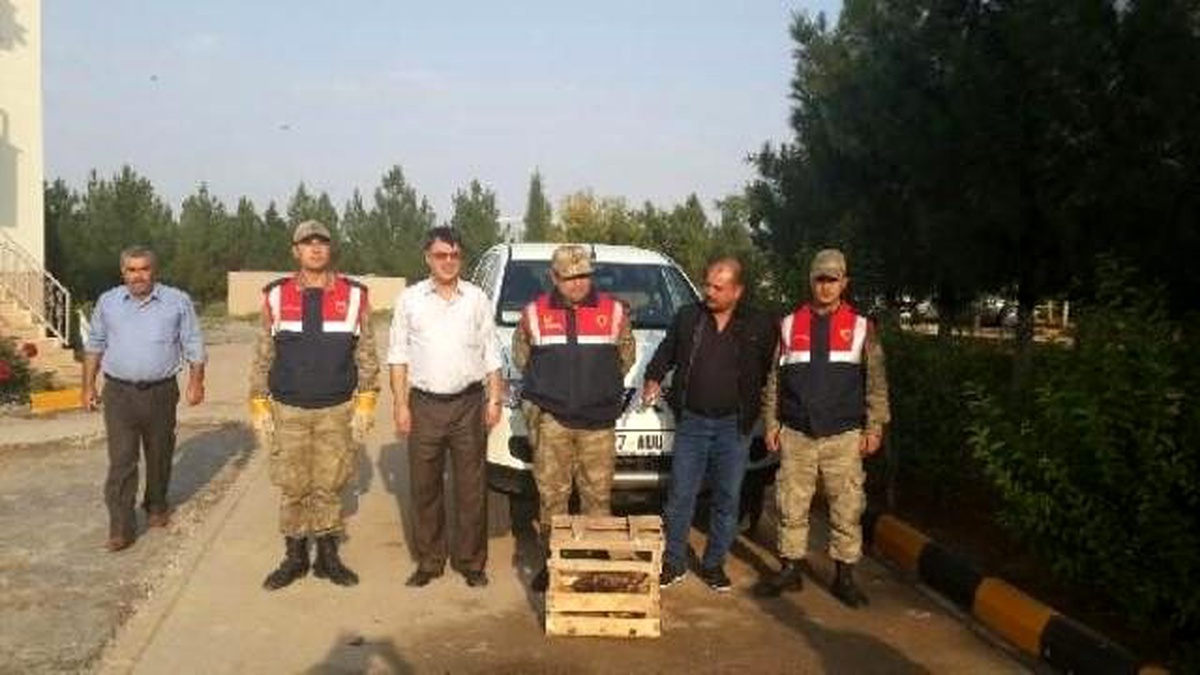 Yaralı Şahin Tedavi Edilerek Doğaya Salındı