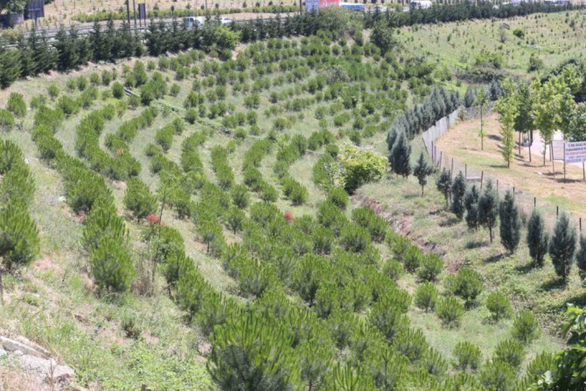 Kocaeli\'ne Gelecek Yıl 1,5 Milyon Fidan Dikilecek