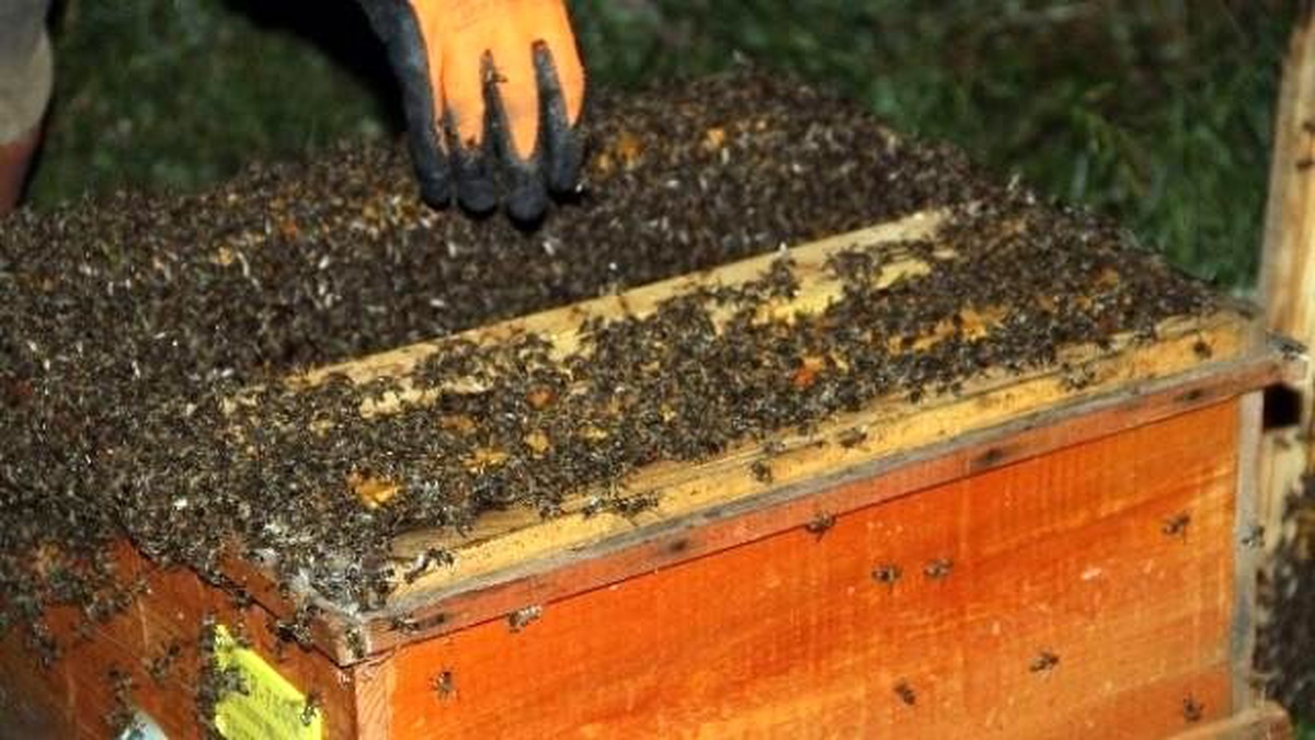 Trabzon\'da Yılda Bin 195 Ton Bal Üretiliyor