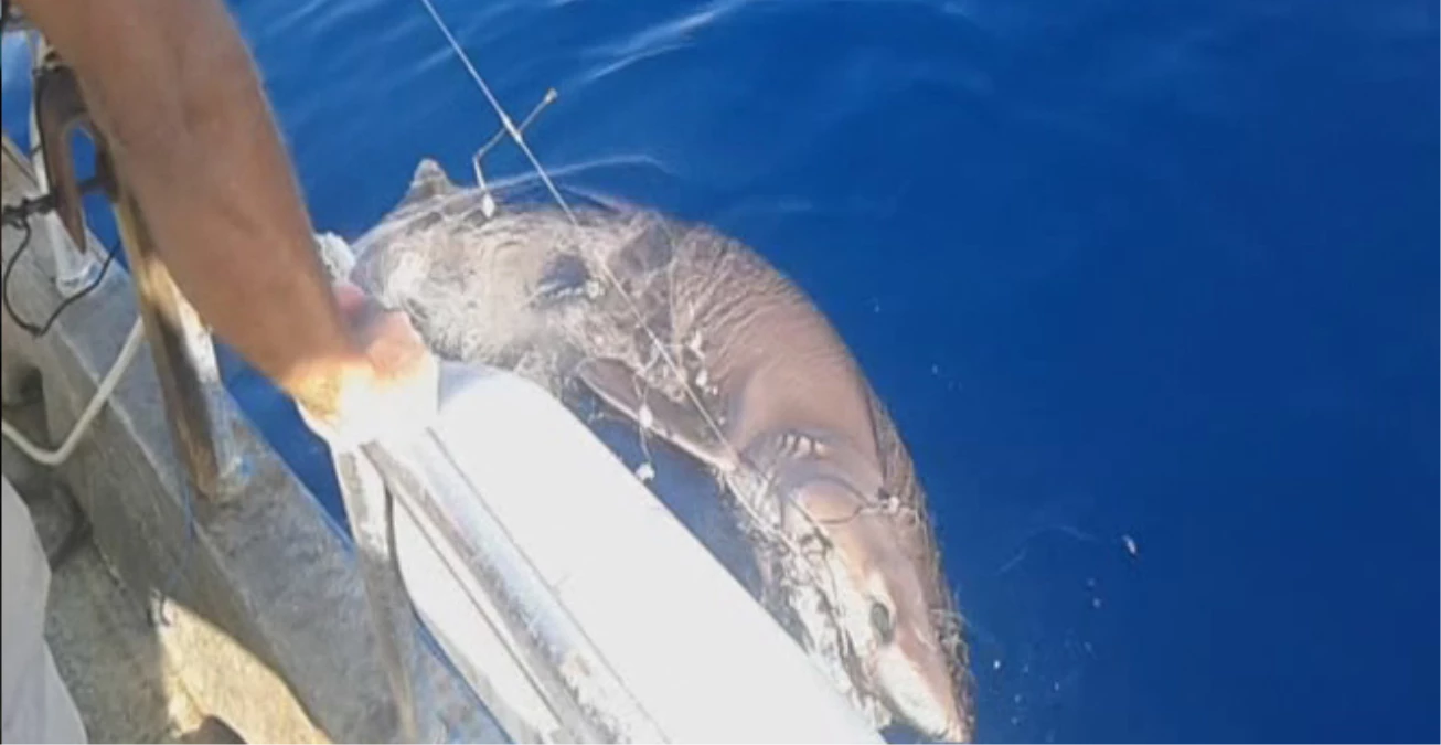 Balıkçılar, 200 Kiloluk Köpek Balığı Yakaladı