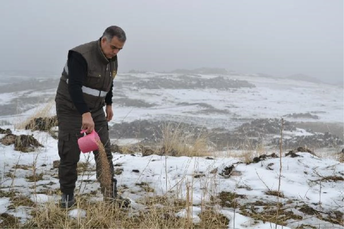 Iğdır\'da, Yaban Hayvanları İçin Doğaya Yiyecek Bıraktılar