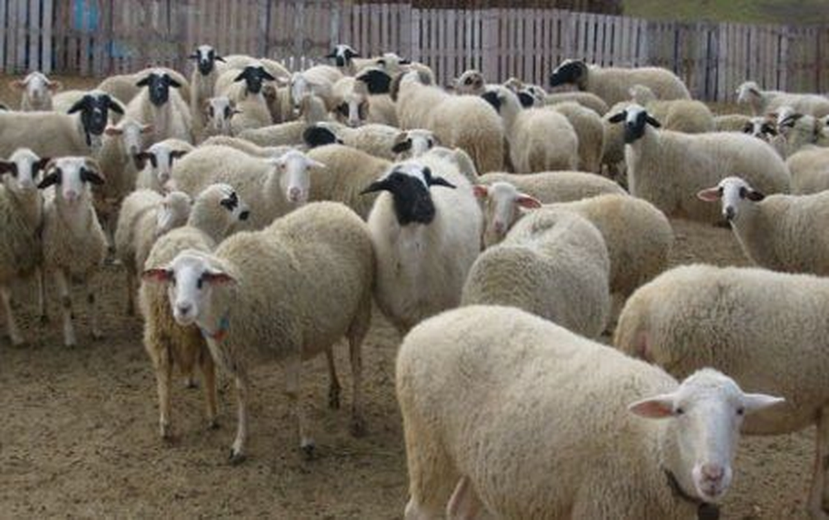 Kilis\'te Hayvan Kaçakçılarına Yönelik Operasyon