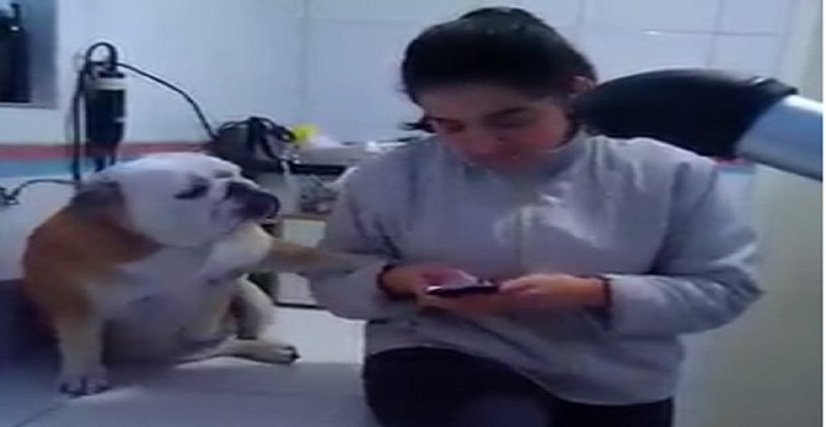 'Sev Beni' Diyen Köpek