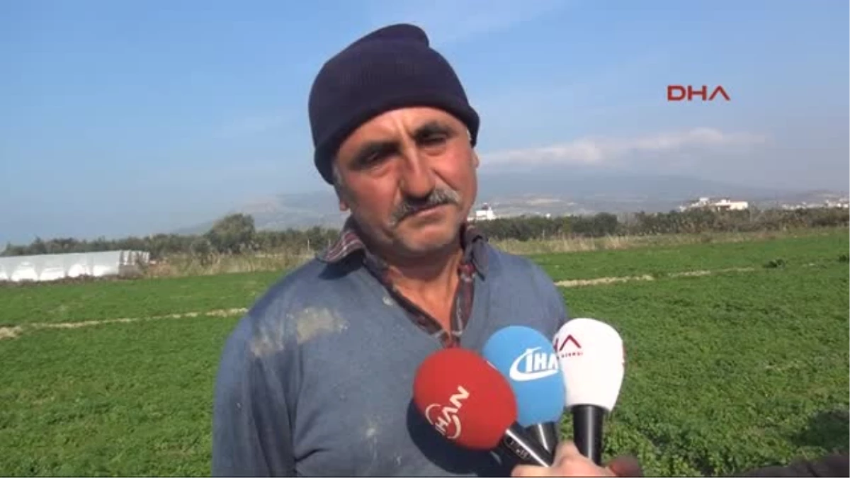 Sınır Kapıları Kapandı, Samandağ\'da Mandalina Dalında, Maydanoz Tarlada Kaldı