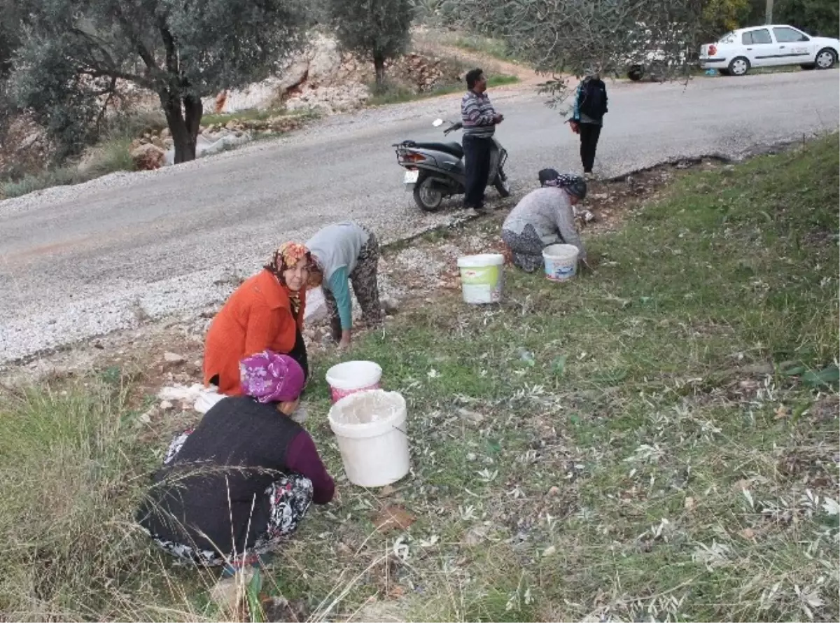 Kaş\'ta Zeytinin Hiçbir Kalıntısı Çöpe Atılmıyor