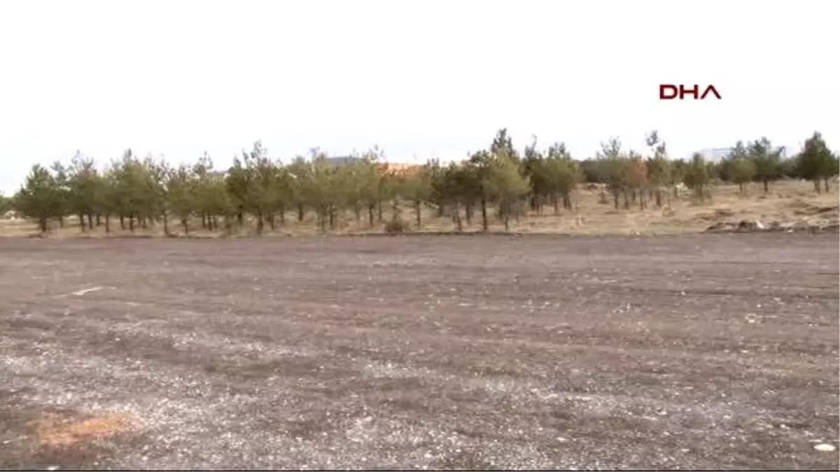 Erzurum Üniversitenin Ağaç Katliamına Mahkeme \'Dur\' Dedi