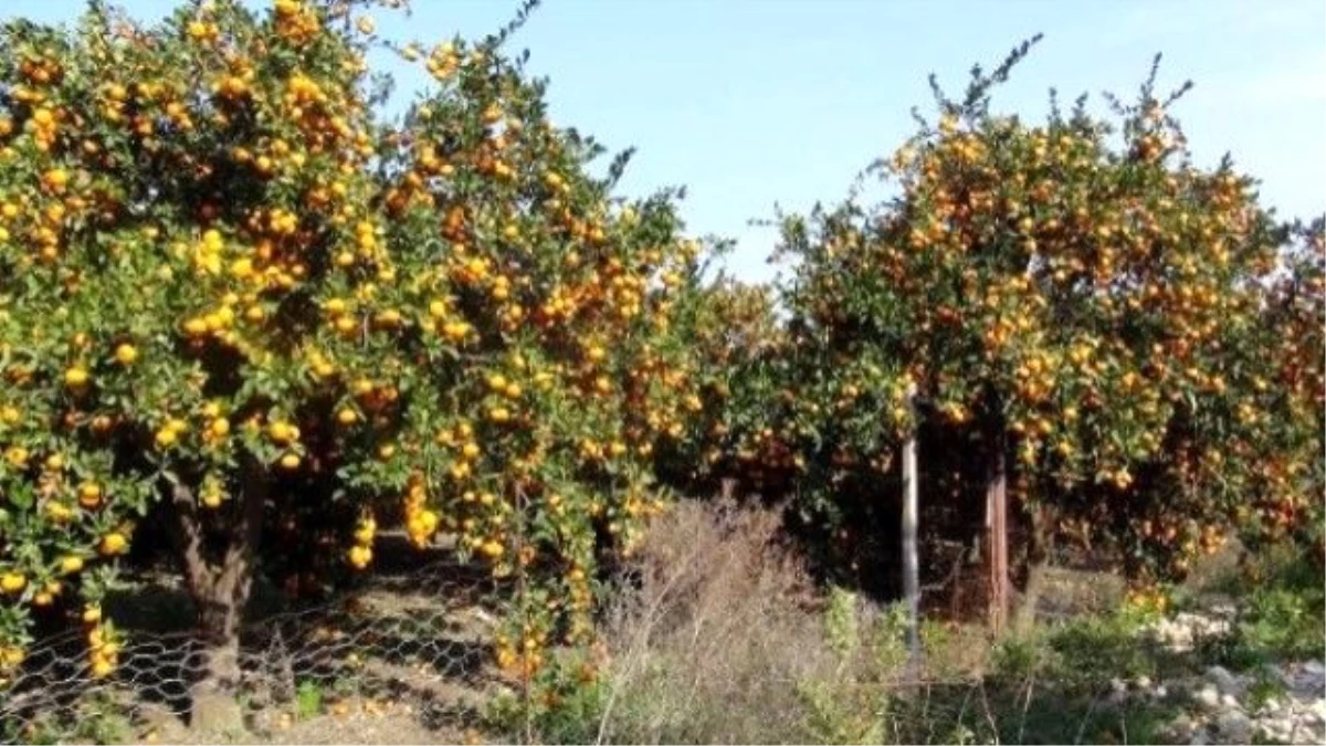 Sınır Kapıları Kapandı, Mandalina Dalında, Maydanoz Tarlada Kaldı