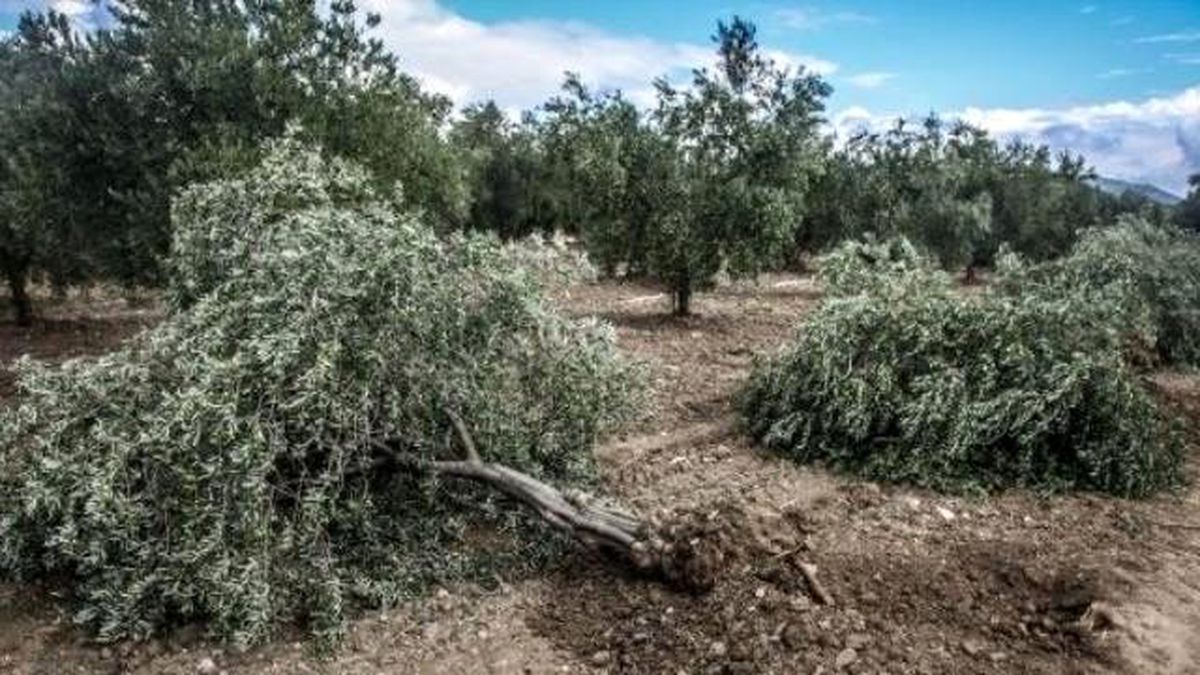 Soma\'da Kurulması Planlanan Termik Santral