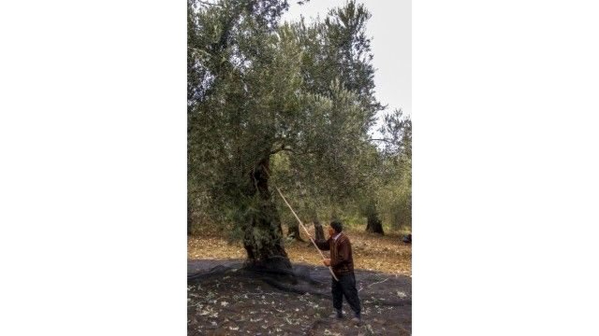 Zeytincilere Makineli Hasat Çağrısı