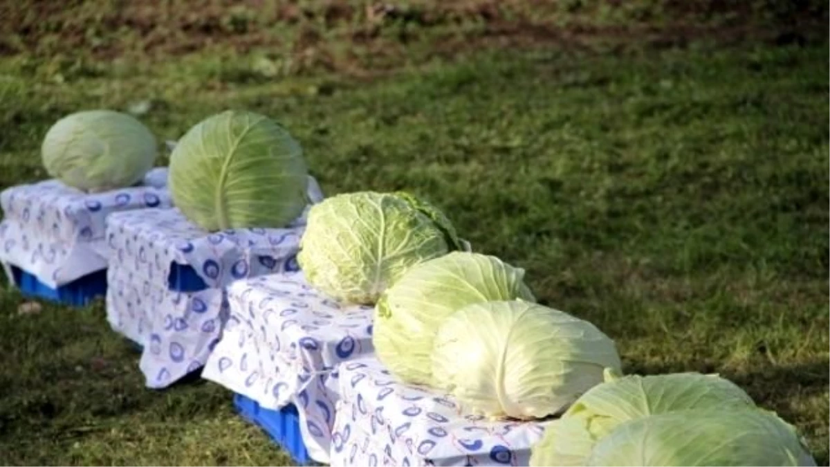 80 Milli Yeni Lahana Çeşidi Sergilendi