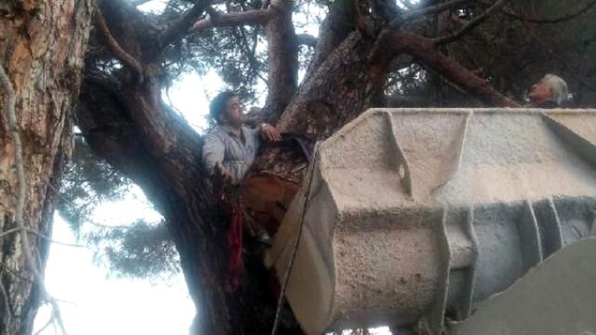Kestiği Dal Az Daha Canından Ediyordu
