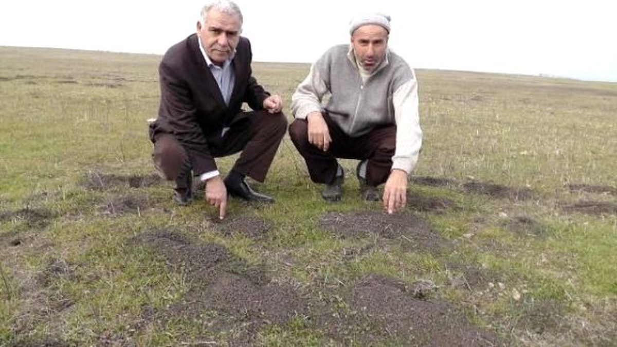 Muş\'ta Tarlaları Fareler Bastı