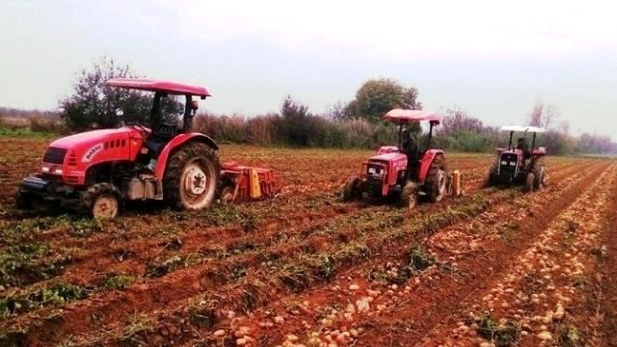 Ödemiş\'te Güz Patatesi Yağışlı Havaya Takıldı
