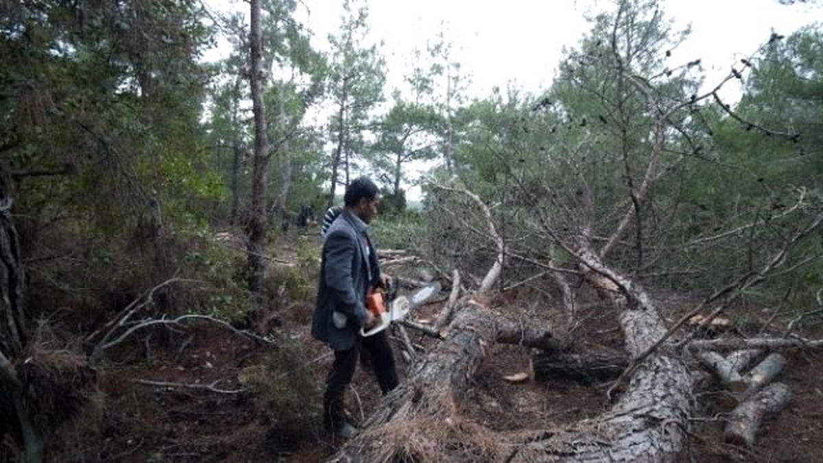 Ovacık Köyü\'ndeki Ağaç Kesimine Mahkemeden Durdurma Kararı