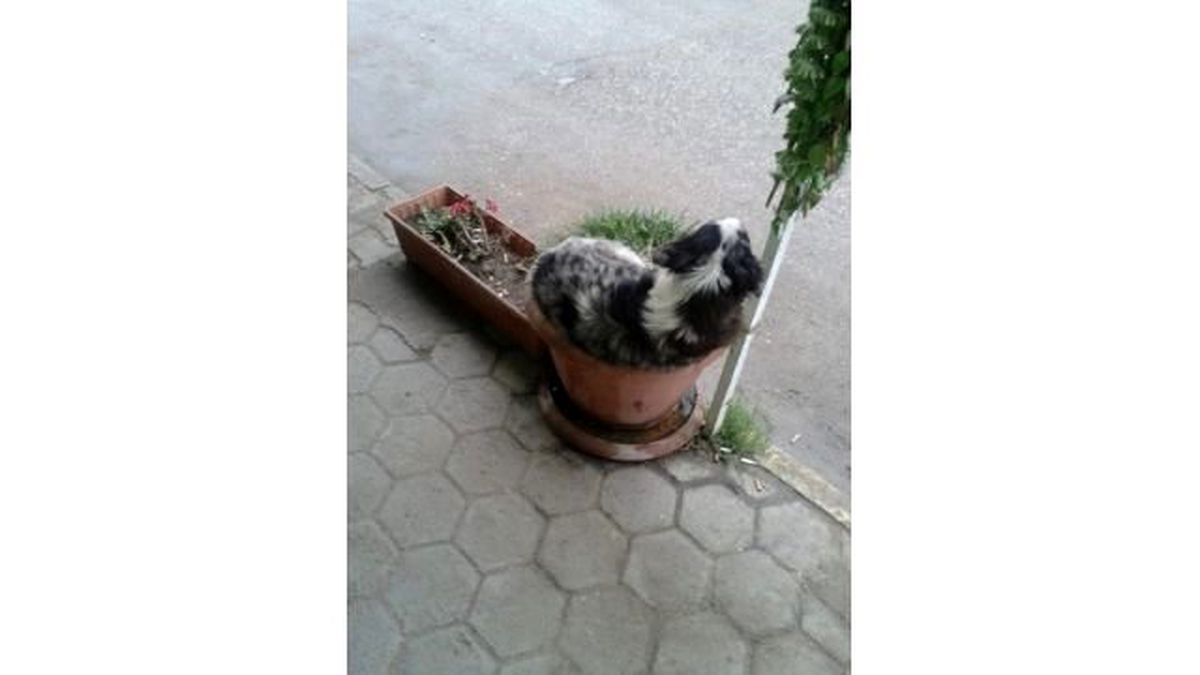 Saksıda Köpek