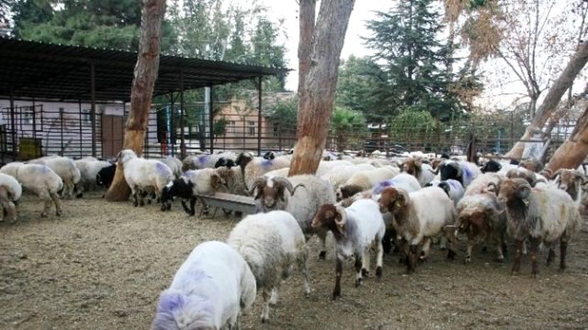 Sınırda 44 Adet Küçükbaş Hayvan Ele Geçirildi