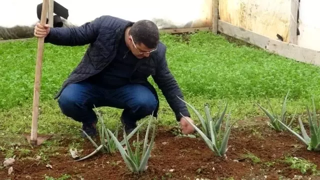 Tunceli Universitesi Aloe Vera Bitkisini Serada Yetistirmeyi Basardi Son Dakika