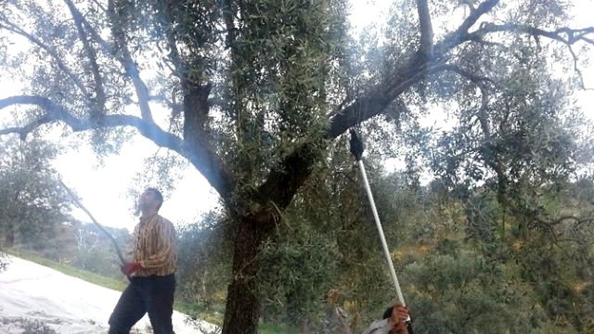 Zeytin Üreticisi Teknolojiye Ayak Uydurdu, Maliyet Yüzde 25 Düştü