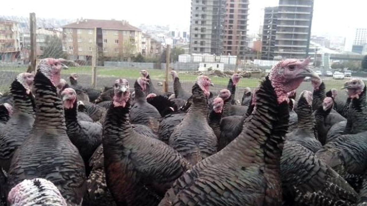 Yılbaşı Hindileri Satışa Çıktı