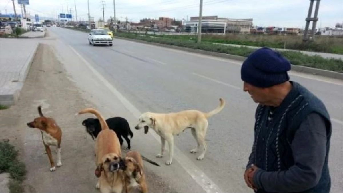 Balıkesir\'de İki Belediye Arasında \'Sokak Köpeği\' Sıkıntısı