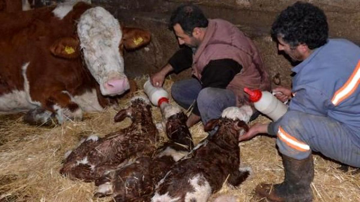 Üçüz Buzağı Şaşırttı