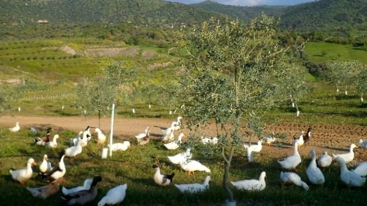 Aydın\'da Bir İşletme Kanatlı Hayvanları Temizlik İşçisi Olarak Kullanmaya Başladı