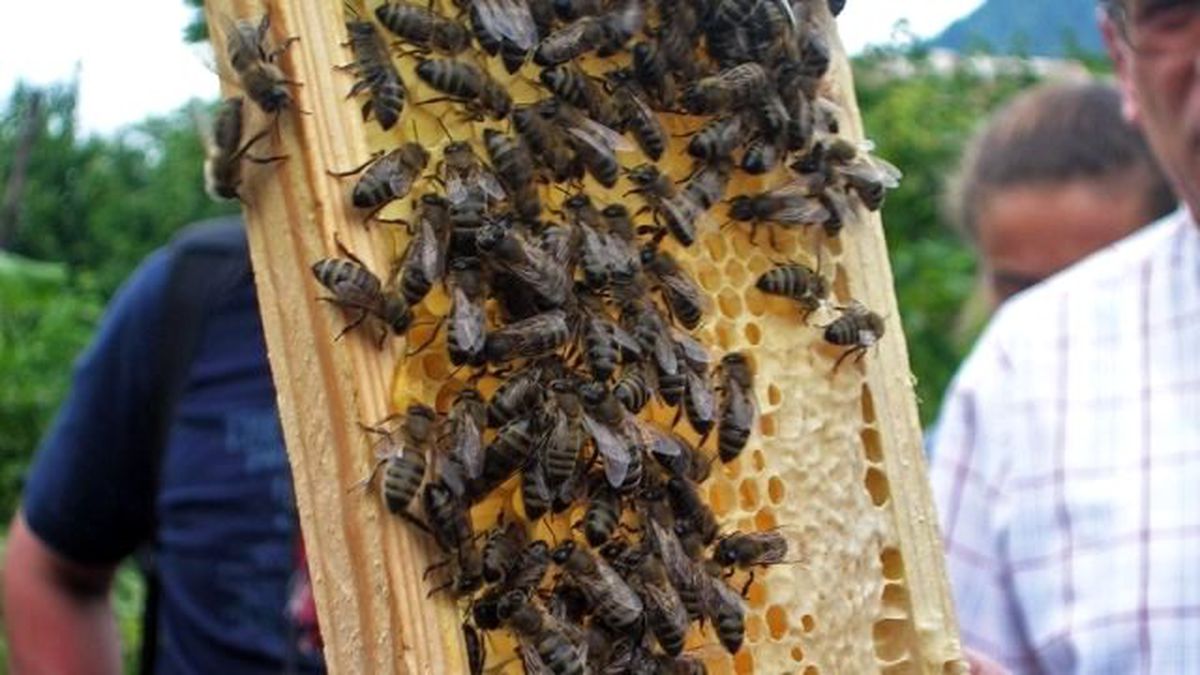 Bakanlıktan Arıcılara Kovan Başına Destekleme Primi